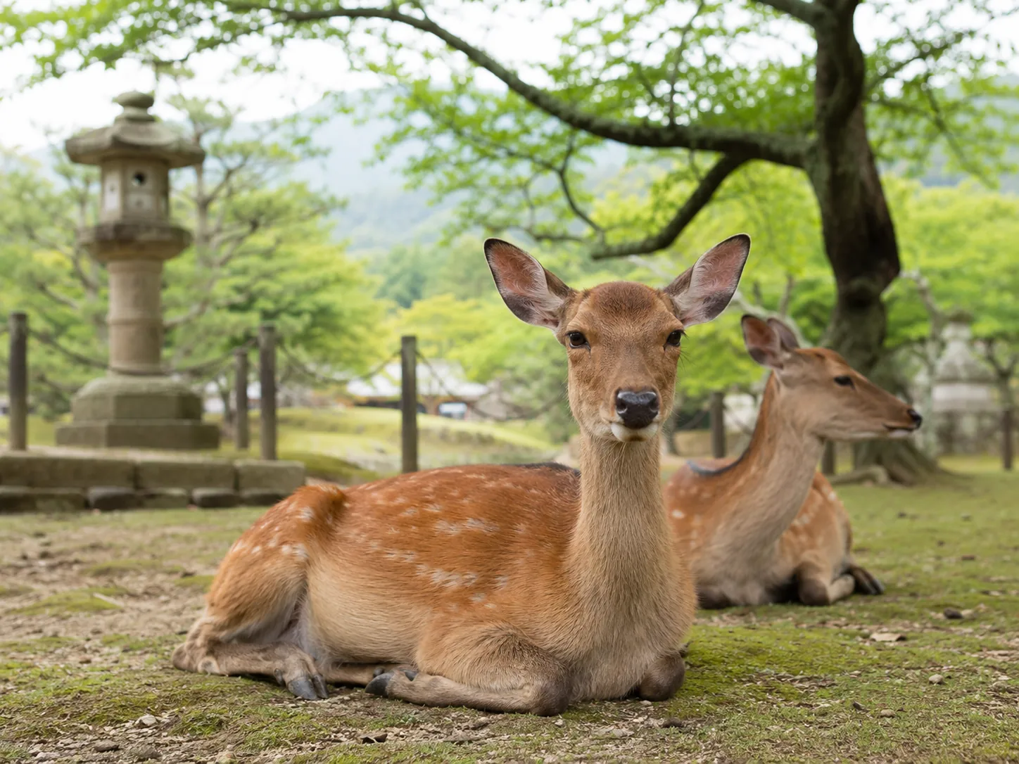 Deer resting in a calm park setting in Nara